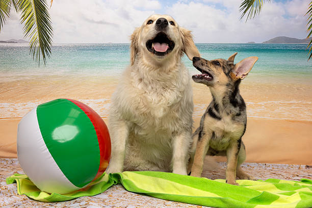 istock Two Happy Dogs with Beach Ball on Tropical Shore 2222854668