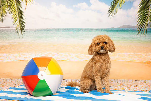 Adorable poodle relaxing on a striped beach towel beside a bright beach ball under palm trees. Sunny tropical beach background. Great for summer, vacation, or pet-themed content.