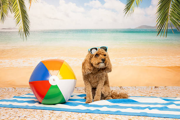 Stylish dog wearing sunglasses sitting on a striped towel next to a colorful beach ball. Tropical beach with palm trees and ocean in the background. Great for summer or pet lifestyle themes.
