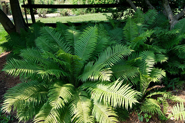 istock Green Fern Plant 2222855236