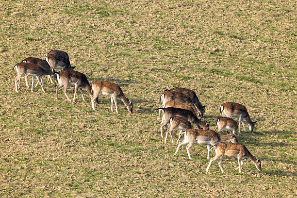 2 small deer one deer in profile, the other is out of focus