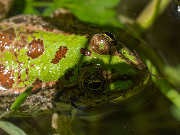 istock cute frog in a swamp 2222866772