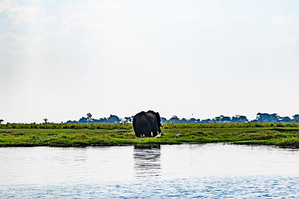 istock African elephant on the meadow at the riverside 2222866773