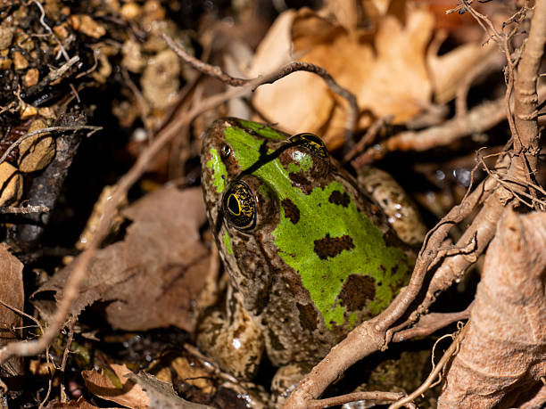 istock cute frog in a swamp 2222866805