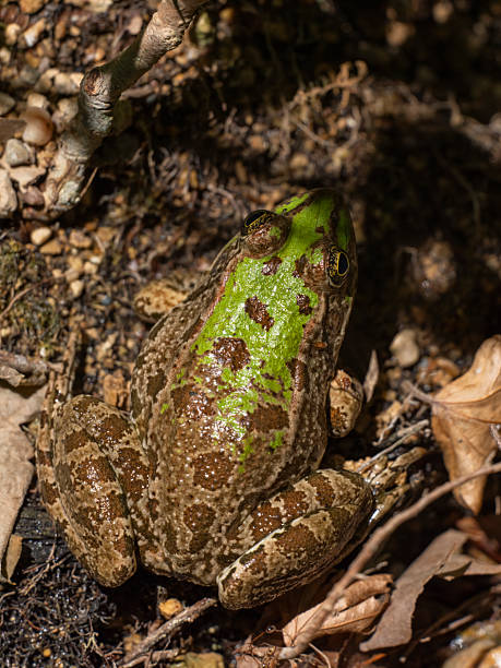 istock cute frog in a swamp 2222866819