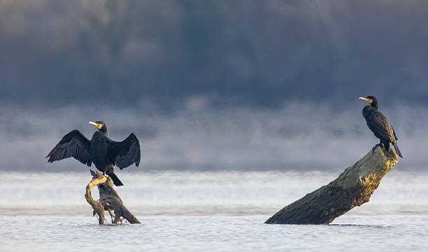 istock Great cormorants drying wings on branches in the Rhone river, Codolet, France 2222866871