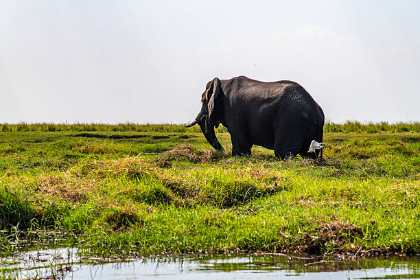 istock African elephant on the meadow at the riverside 2222867450