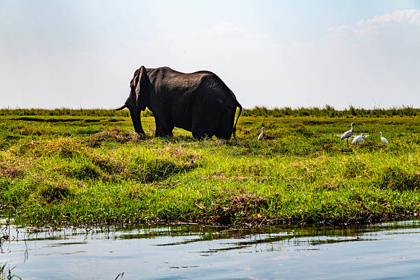 istock African elephant on the meadow at the riverside 2222867451