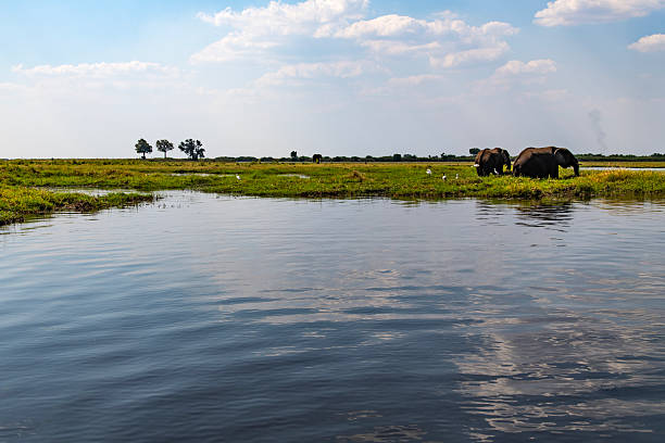 istock African elephant on the meadow at the riverside 2222867452