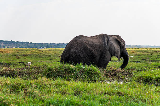 istock African elephant on the meadow at the riverside 2222867453