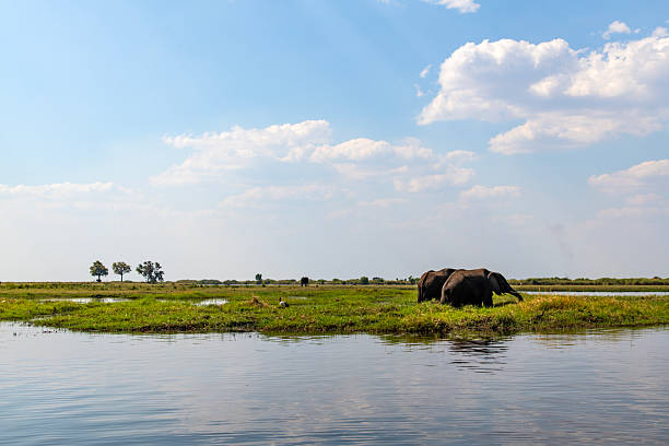 istock African elephant on the meadow at the riverside 2222868067