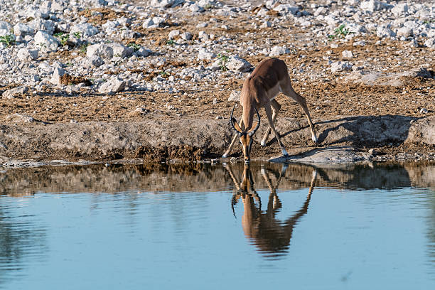 istock Impala in wild savanna , Animal of Africa 2222868942