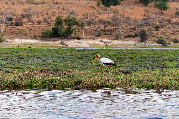 istock African egret on the meadow at the riverside 2222869530