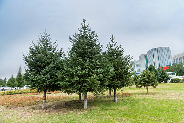 Public park near city buildings.