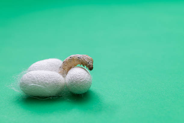 Silkworm and silkworm coocoons on green background.