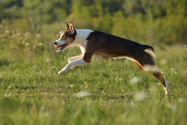 The dog moves fast with nose forward and tail level, close to the grassy surface.