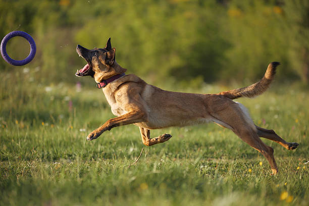 A dog jumps with arched back, preparing to catch a flying frisbee in mid motion.