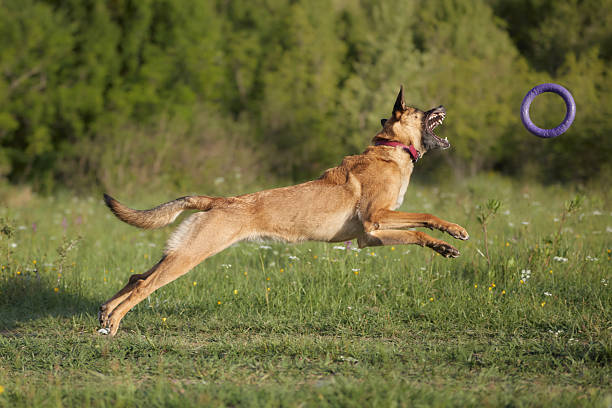 A strong dog jumps up, reaching its front legs toward a purple frisbee midair.