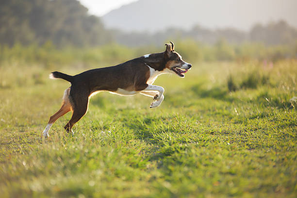 istock Dog in graceful arc leap 2222870212