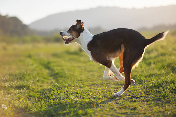 A dog in profile runs swiftly through low grass, eyes fixed on something ahead. The background fades into hills at dusk.