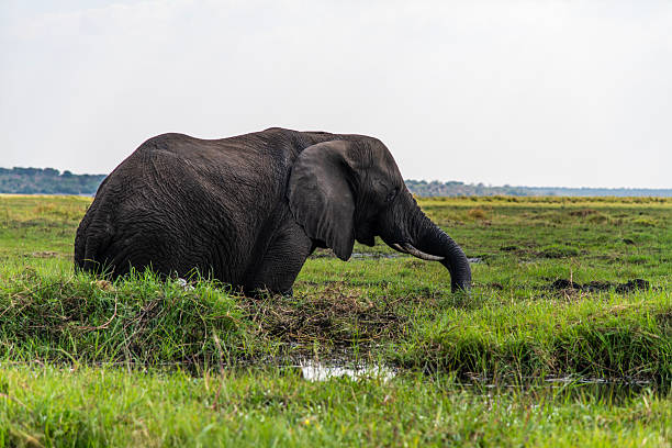 istock African elephant on the meadow at the riverside 2222870241