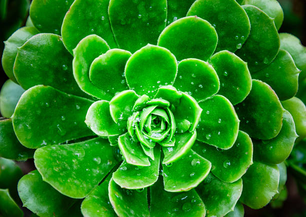 Aeonium arboreum grows in the garden