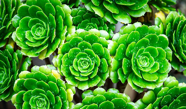 Aeonium arboreum grows in the garden