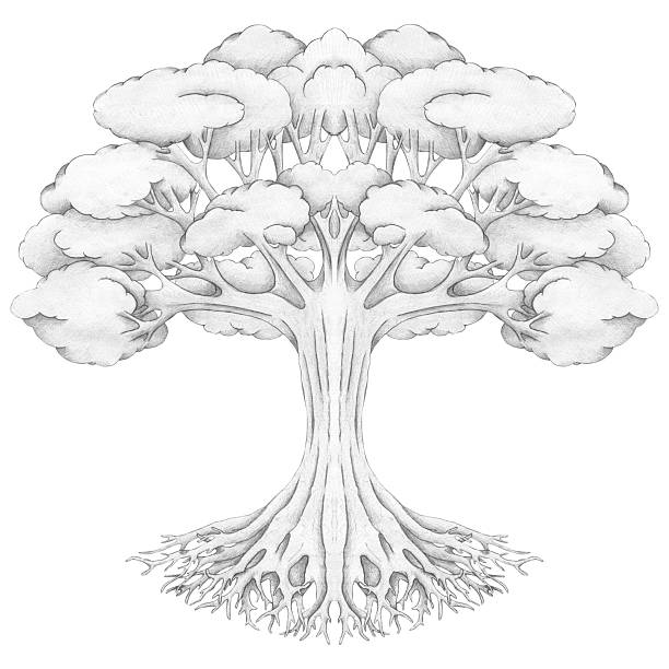 istock A powerful oak tree with roots, isolated on a white background. Illustration, art, pencil drawing. A tree with roots, trunk and crown, foliage. Nature, botany. A template for the design. Symbol 2222870790