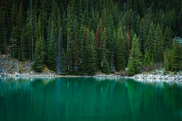 Still emerald water reflecting dense pine forest on shore