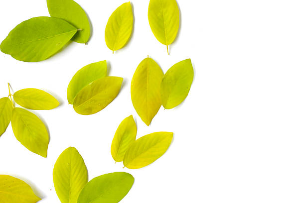 Green yellow leaves on a white background.