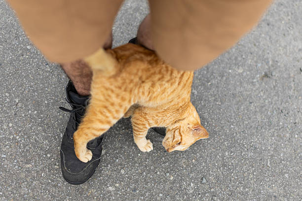 A funny stray Ginger cat lovingly rubbing up on a man's boots.