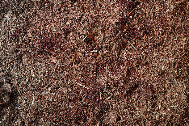 istock Close-up of coconut coir soil 2222873618