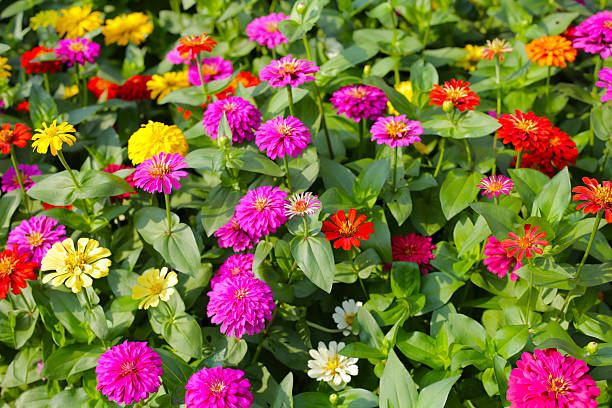 istock A vibrant zinnia garden in full bloom 2222873760