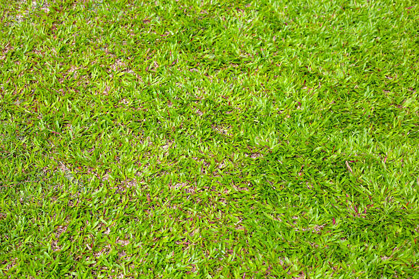 Fresh green grass covering the ground.