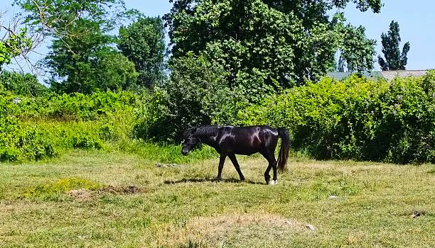 black horse on the green field. High quality photo