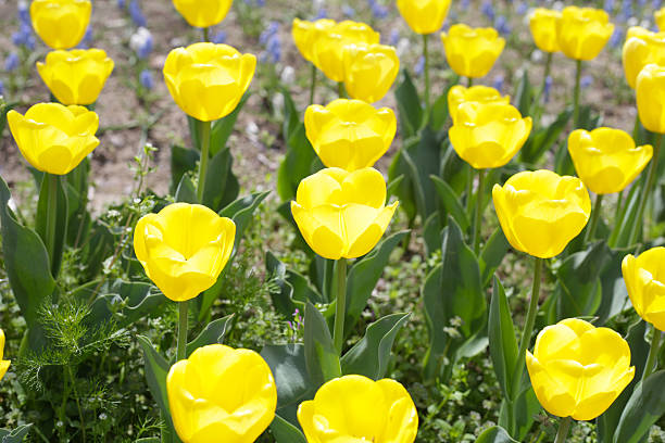istock Field of blooming tulips under natural sunlight. 2222874116