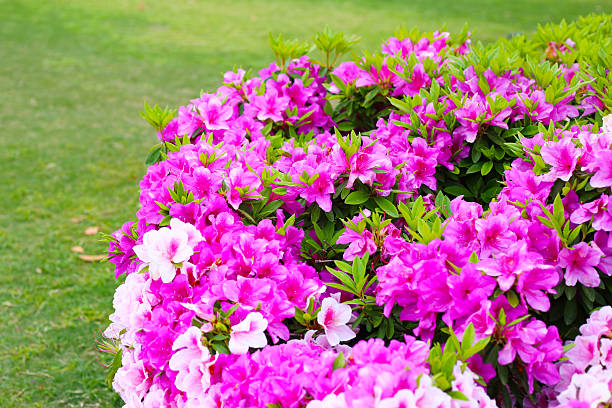 Rhododendron simsii