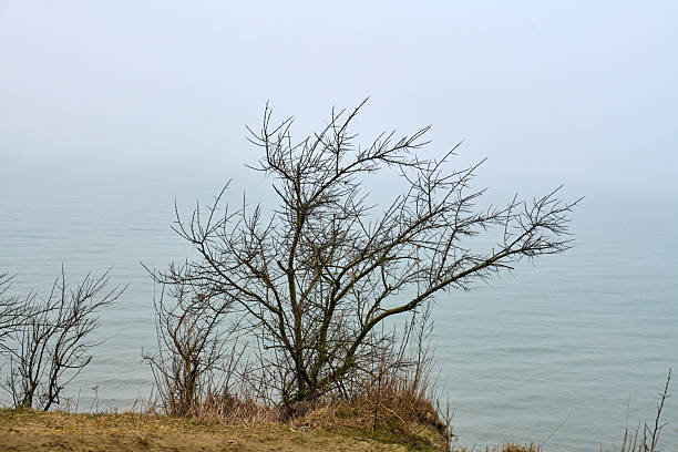 Bare branches frame foggy lake, creating serene, misty scene. Calm water and muted colors enhance tranquility. Overcast sky blends with gentle fog