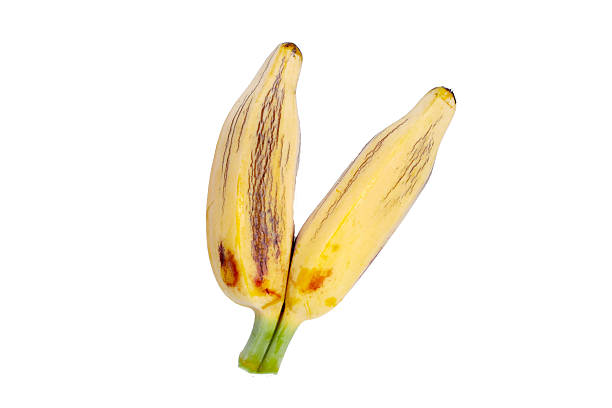 Fresh banana fruit, Silver bluggoe or Musa ABB group banana