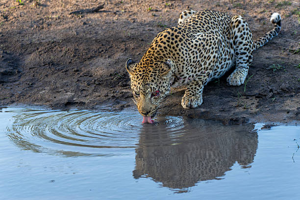 istock Leopard male in Sabi Sands 2222875334