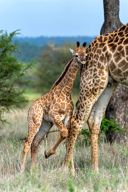 istock Giraffe with her newborn calf  in Kruger National Park 2222875479