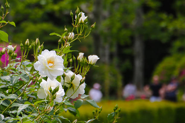 White roses blooming in a Japanese public garden.