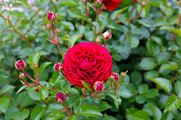 istock Red rose in a public park in Japan 2222876028