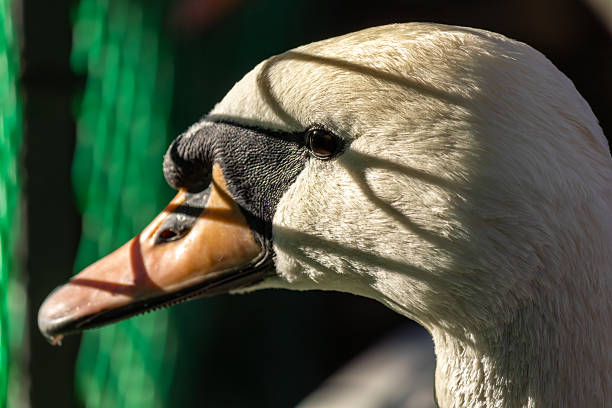 Swan with a black beak and white feathers. The swan looks through the fence