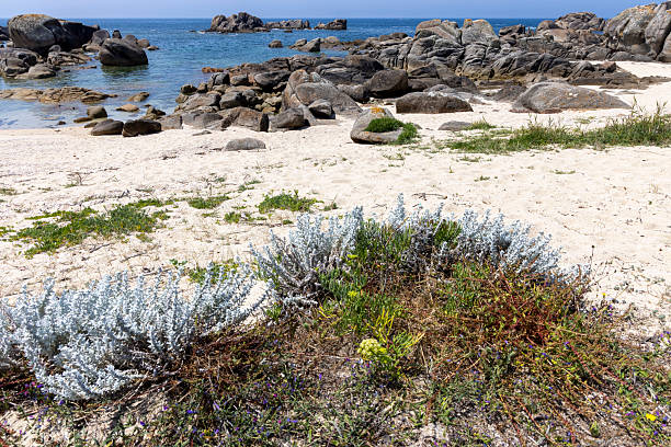 A rocky beach with a small patch of grass and some plants. The beach is empty and the sky is clear