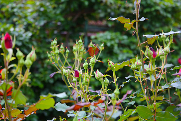 istock Many rose buds in a public park in Japan 2222877139