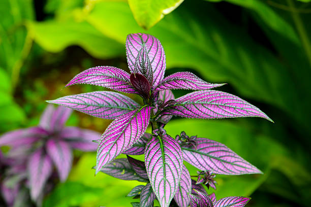 istock Close-up of Persian shield plant 2222877719
