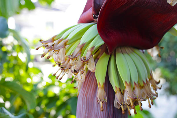 istock Young green bananas growing with purple blossom. 2222877949