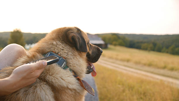 Close up of pet owner with smart phone checking mobile app for GPS tracker on dog's collar on rural farm