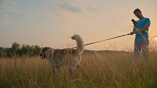 Peaceful mongrel white dog lying on ground in countryside looking at camera on cloudy day